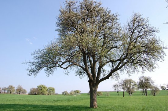 Обрезка деревьев