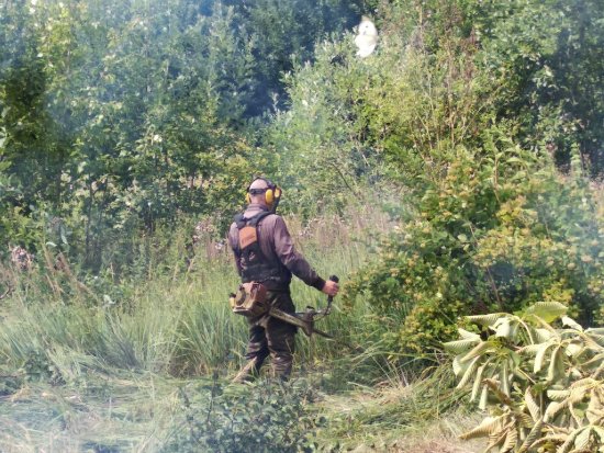 Вырубка кустарников